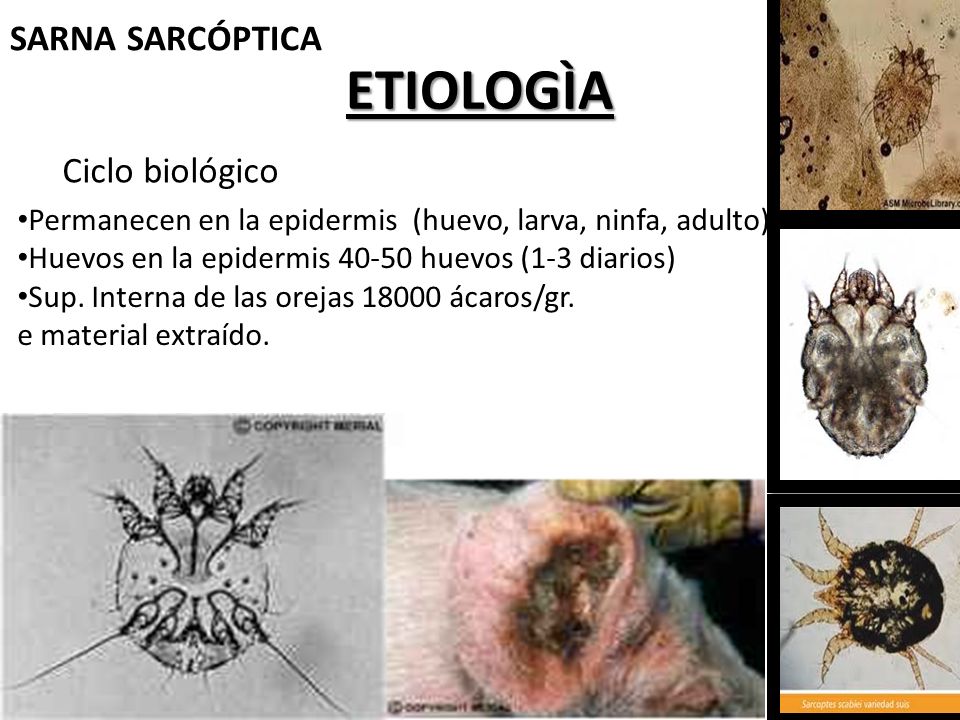 sarna sarcoptica ovejas